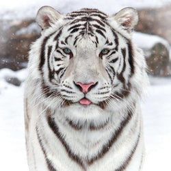 Blank Christmas Card - White Tiger