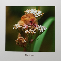 thank you cards