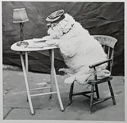 Blank Card - A White Dog Reading A Book