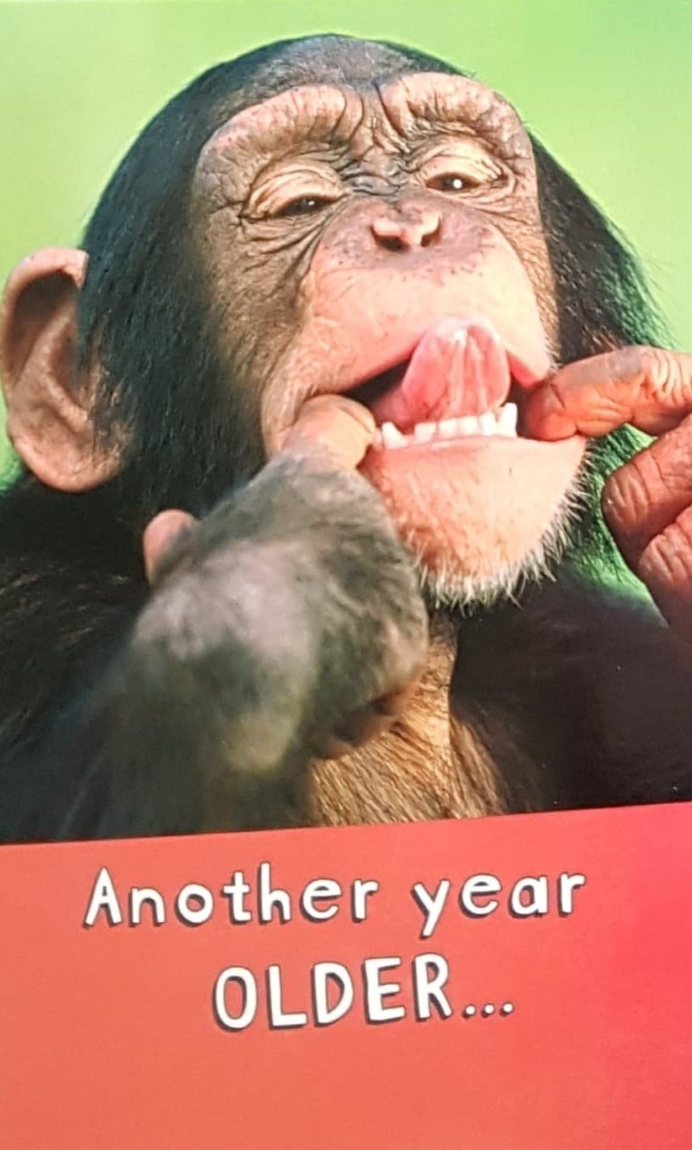 Birthday Card - Humour / A Funny Monkey Showing His Tongue