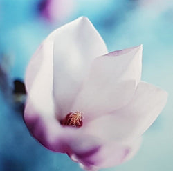 Blank Card - A White Lily On Light Blue Front