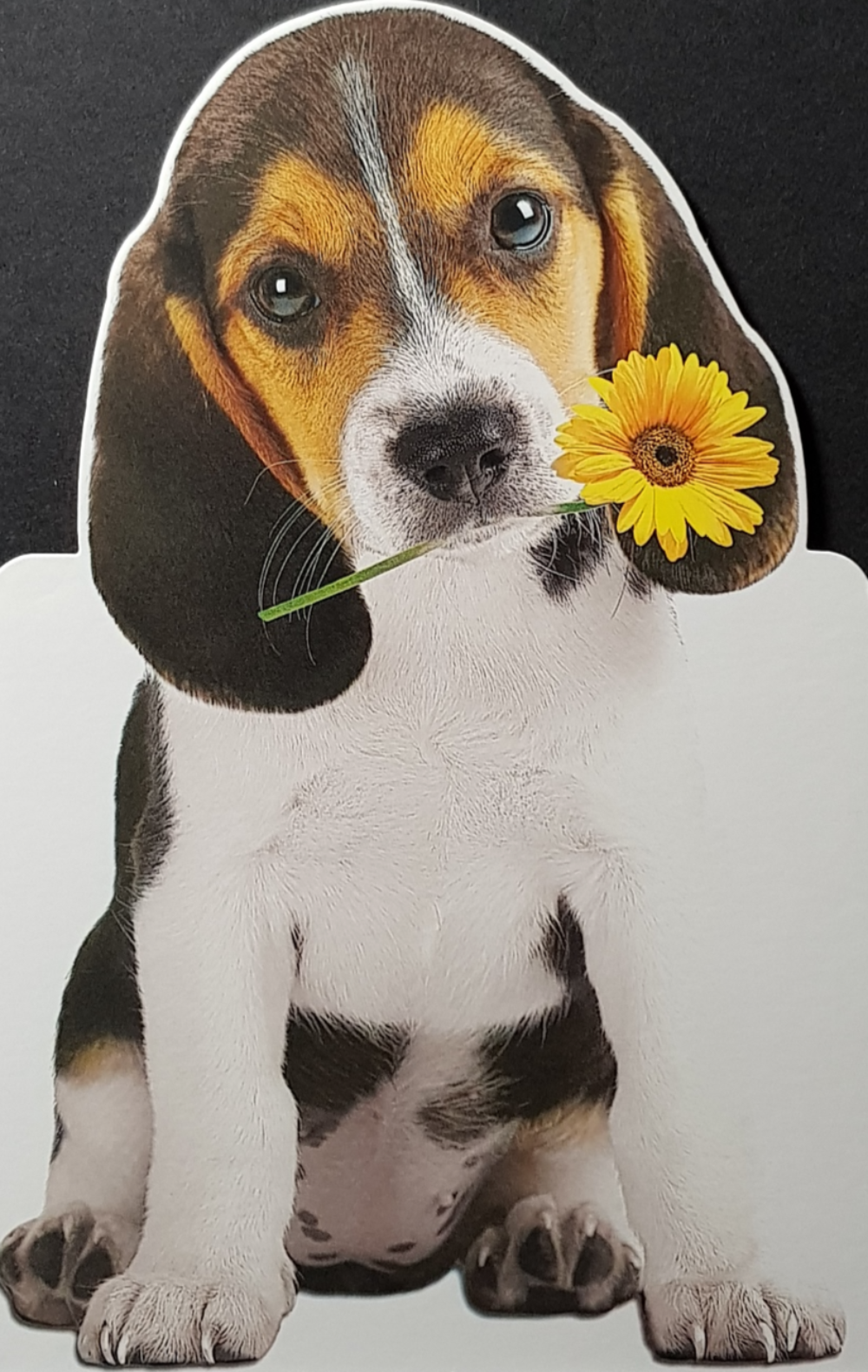 Birthday Card - General / A Lovely Dog Holding A Yellow Flower