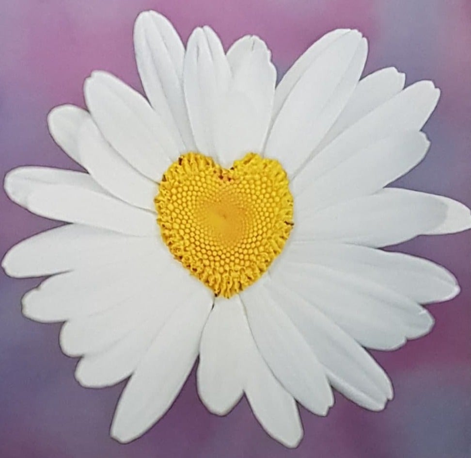 Blank Card - A White Chamomile On Purple Background