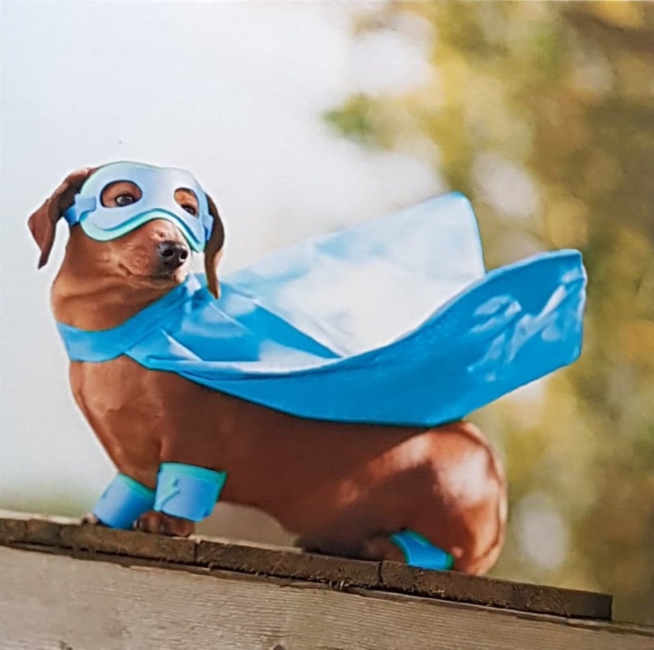 Blank Card - A Brown Dog In A Blue Cape