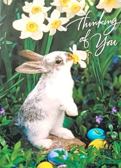 Easter Card - Thinking of You / A Bunny Rabbit Sniffing A Daffodil