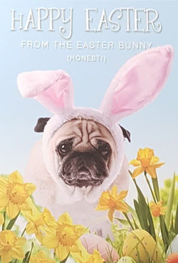 Easter Card - Just For You / A Dog With Pink Bunny Ears & Daffodils