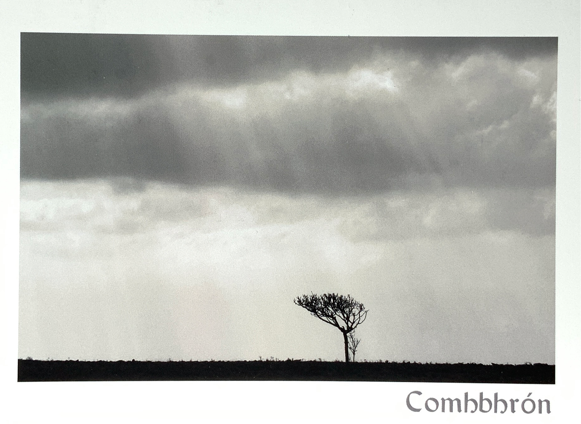 Catherine Dunne Card - Aloe Tree On Sunlight (Sympathy)
