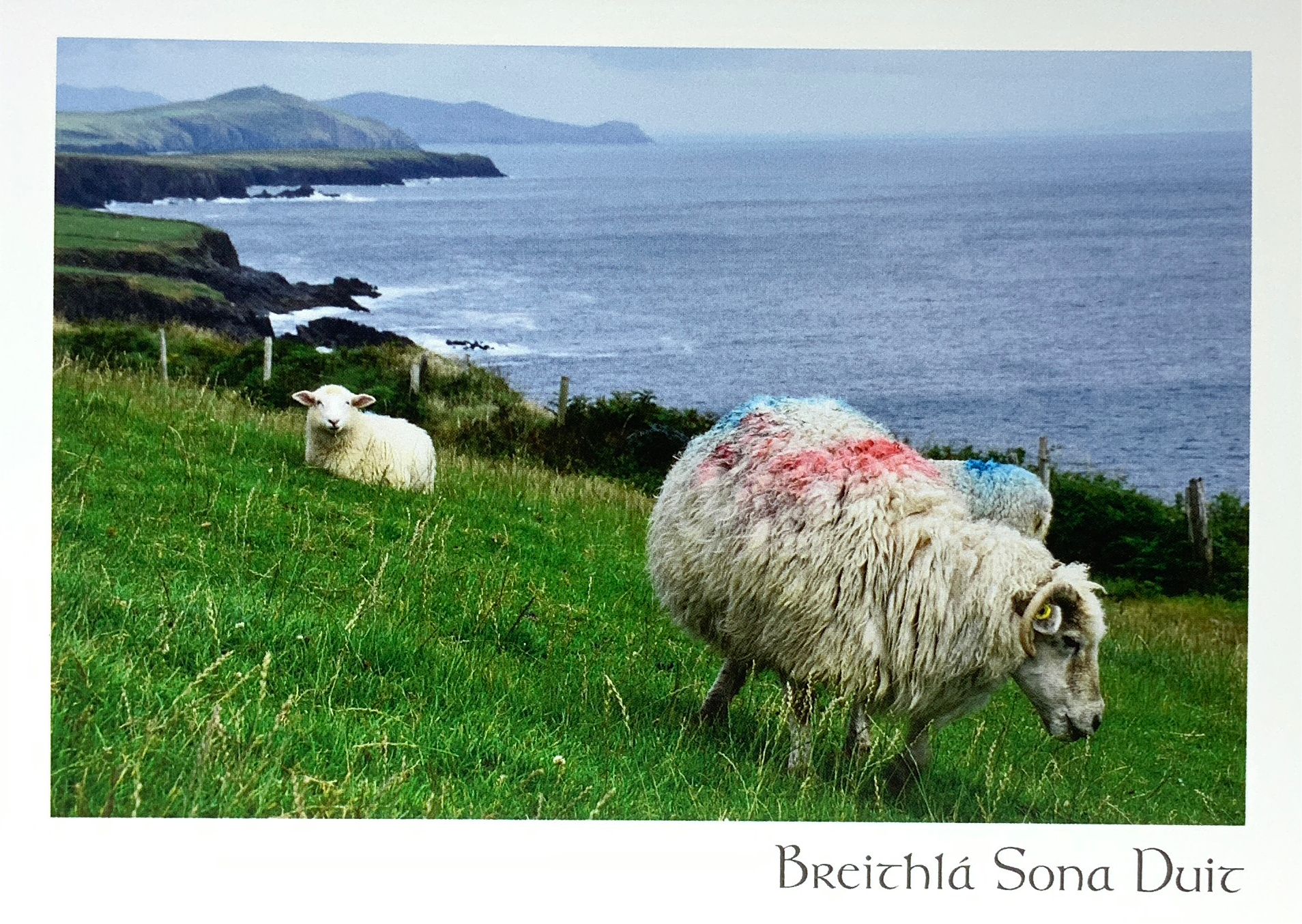 Catherine Dunne Card - A Sheep Marked In A Red And Blue Paint