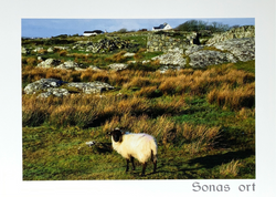 Catherine Dunne Card - A Sheep On The Hill